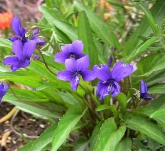 砚山县灯盏花