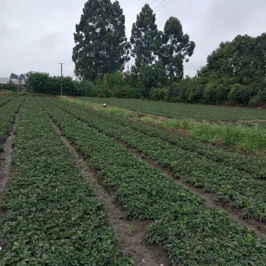 什邡市自种红颜草莓有余15万生产苗出售价格优惠，有需要的抓紧联系我