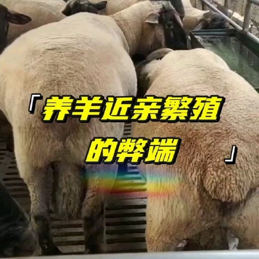 郓城县养羊近亲繁殖弊端