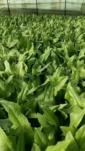 大同油麦菜大掉价