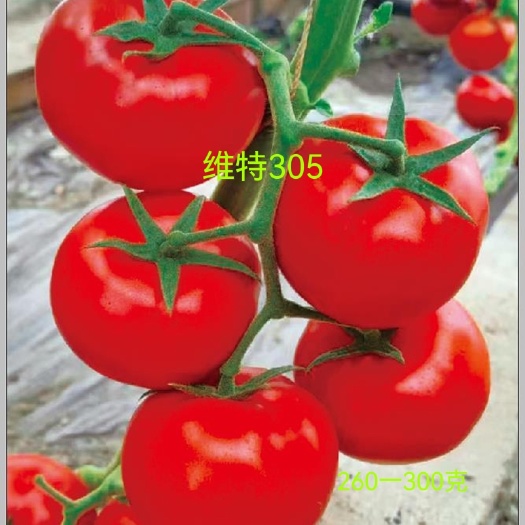 齐达利西红柿种  西红柿种 高硬度大红果抗TY，抗线虫抗斑