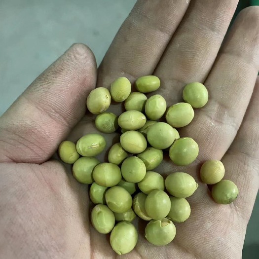 宁波青大豆