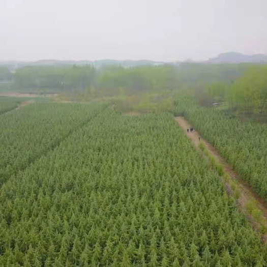 南京南京大型雪松基地，农户价直销，量大优惠，雪松之乡，数量大