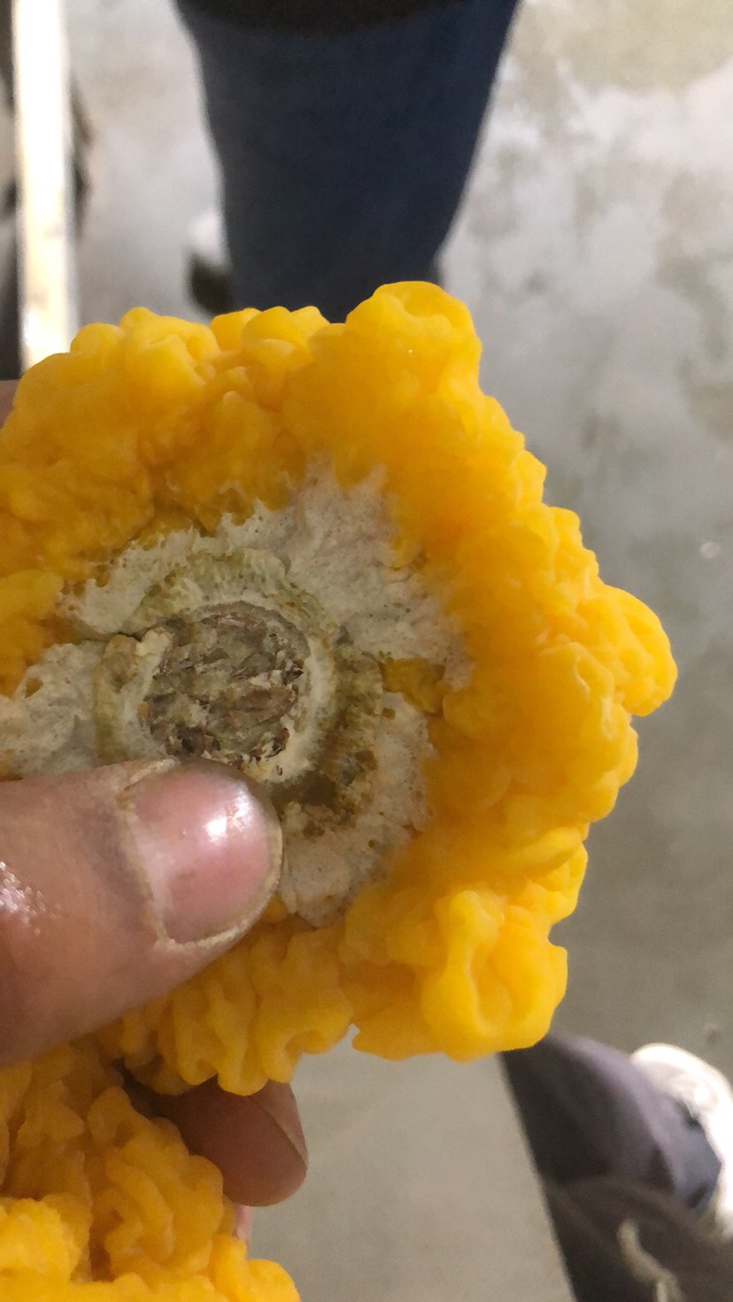 金耳