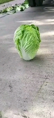 东北黄心大白菜，适合走市场，酸菜厂，泡菜厂，5678斤单颗重