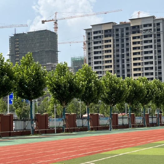 邳州市18公分法桐，量大价低！