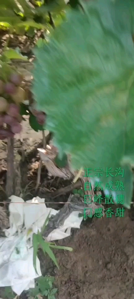 汶上县产地直销大量批发，各种葡萄，品质好