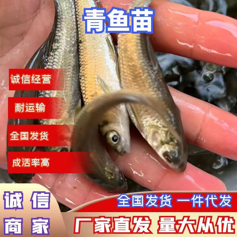 广州优质青鱼苗 螺狮青鱼 基地直销 品质保证