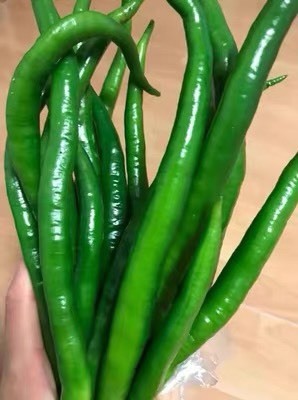 彭州市辣椒二荆条