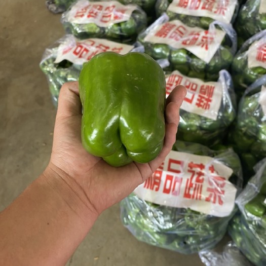 邯郸圆椒 精品圆椒 供应 超市 市场 电商 食堂