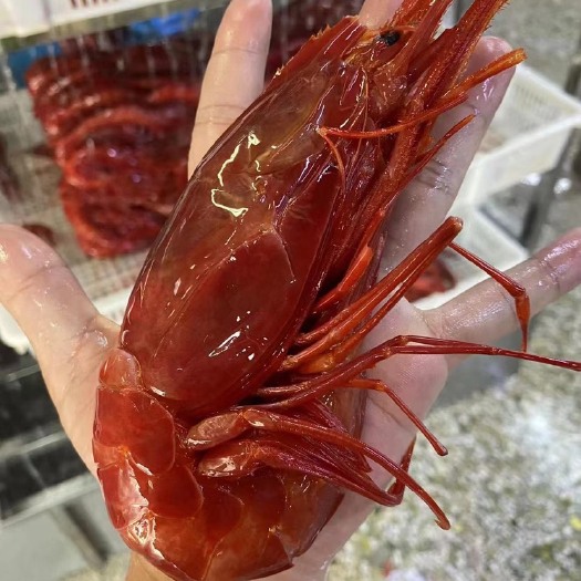 北海红魔虾