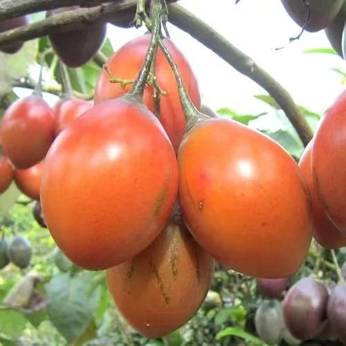 芒市云南树番茄～新品种～优质果