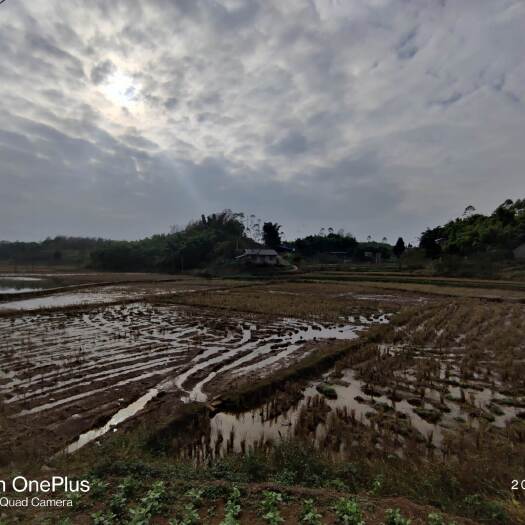 重庆市荣昌120亩平整农田，可以用于种植稻谷，大豆，高粱