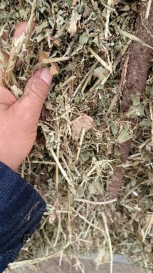正阳县今年的新花生秧开始加工了。干净利索。需要的联系。