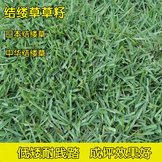 日本结缕草草种 球场专用草坪 耐寒耐旱耐践踏 量大优惠