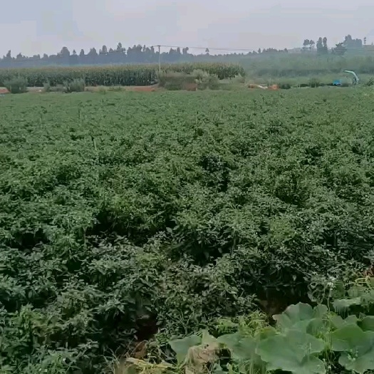 陆良县3号鲜椒