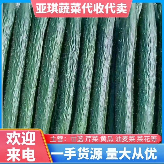 邯郸黄瓜 精品黄瓜 供应 超市 电商 市场 食堂 对接