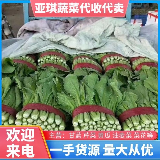 邯郸小白菜 精品小白菜。超市 市场 电商 食堂。对接