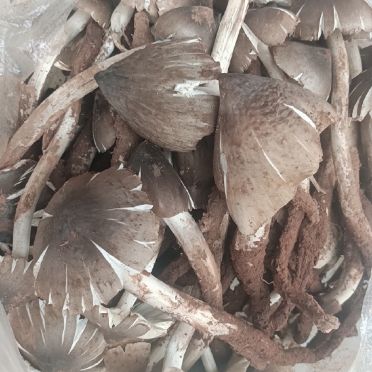 漾濞县柴火鸡枞油