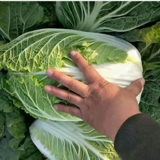 肇州县精品黄心白菜  直供商超 档口 电商 泡菜厂 加工厂保质保量