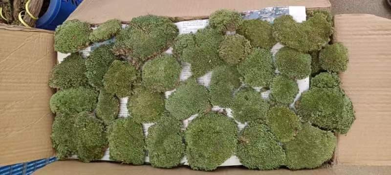 白发藓