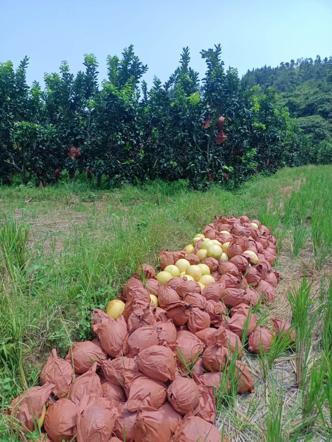 红心蜜柚，自家果园…水份量足。甜～