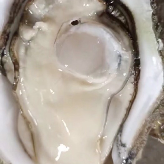 湛江广东湛江生蚝批发，脆肉，一手货源，牡蛎，货源稳定，全国可发！