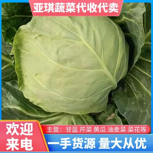 邯郸甘蓝 精品甘蓝 供应 超市 电商 市场 食堂