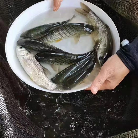广州草鱼苗、鲩鱼苗