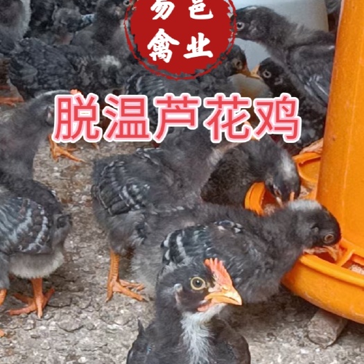 南宁半大脱温芦花鸡，金芦花鸡，黑芦花鸡苗【推荐】