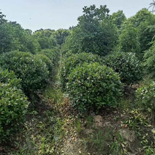 南京红叶石楠球