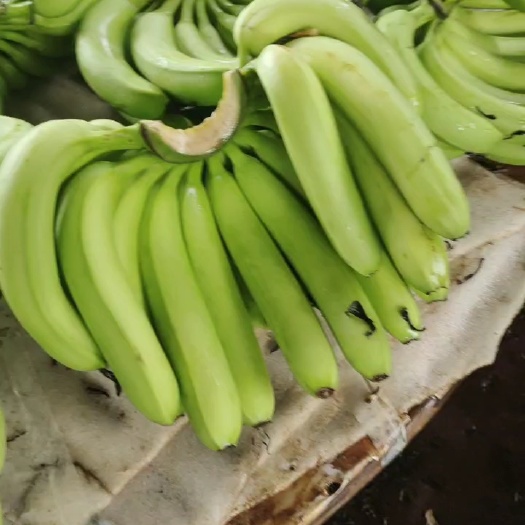徐闻县徐闻巴西香蕉