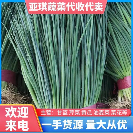 邯郸精品小葱 供应 超市 市场 电商 食堂 对接