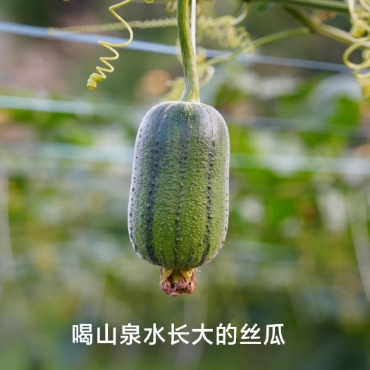 连山县自家基地直发正宗苹果丝瓜