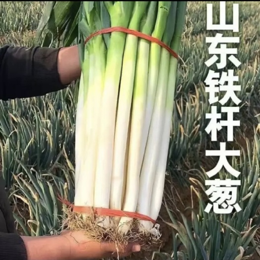 平度市铁杆大葱 毛葱