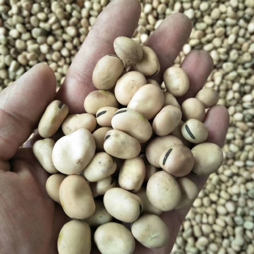 新疆比重色选蚕豆羊眼豆颗粒饱满干度较好，无虫眼保质保量！