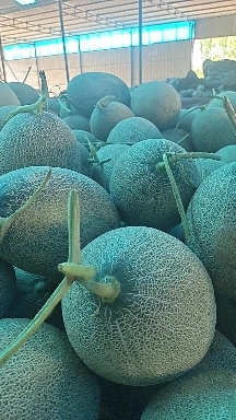 五原县西州蜜