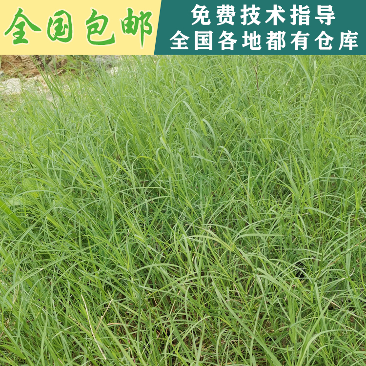 南宁成熟饱满发芽率高狗牙根种子边坡绿化草种