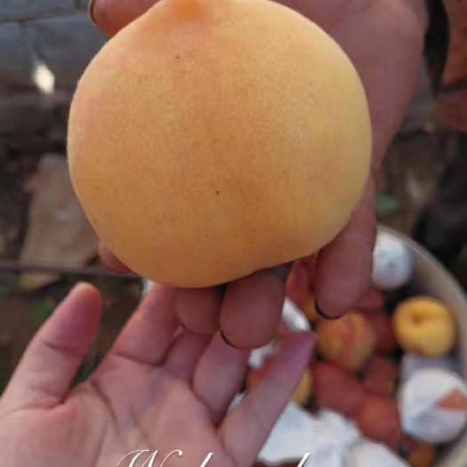 莱阳市蜜桃