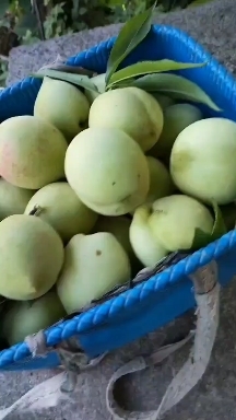 桐梓县桃树苗，{青香桃)脱骨桃，味道甜，单果重300-400克。