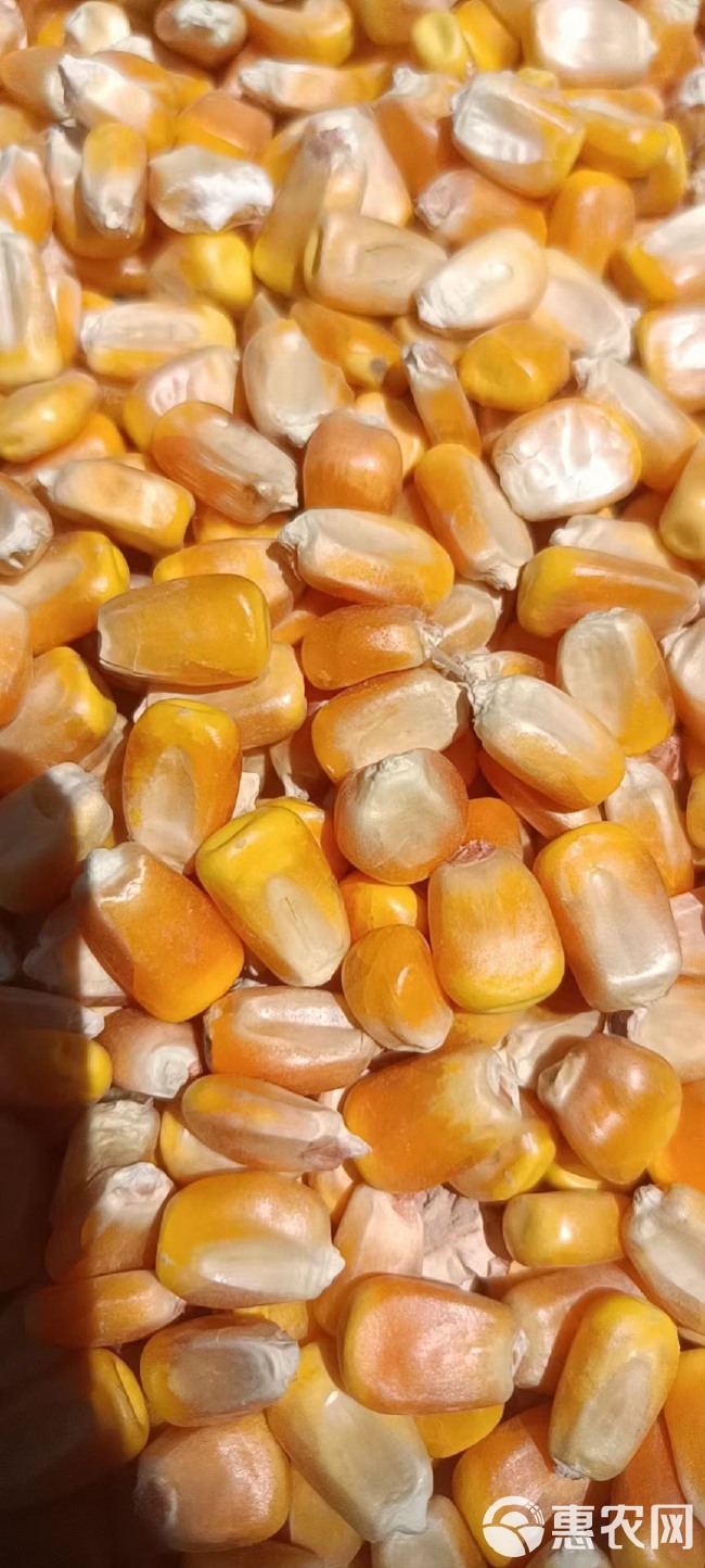 黄玉米粒 产地直发 东北吉林一等烘干玉米当年新粮胶质粮中颗粒