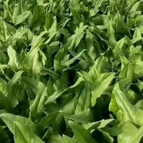 大同中秋节后，所有蔬菜大掉价