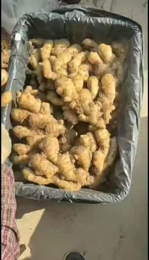 水洗大黄姜，优质大姜