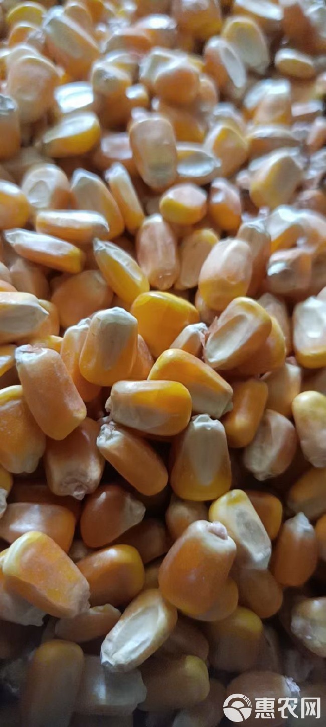 黄玉米粒 产地直发 东北吉林一等烘干玉米当年新粮胶质粮中颗粒