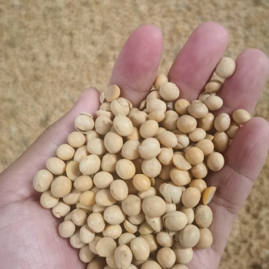 广州长年供应美国非转大豆