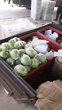 泊头市大鸭梨
