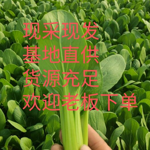 南通精品上海青  毛白菜 产地直发 诚信经营 欢迎您的来电