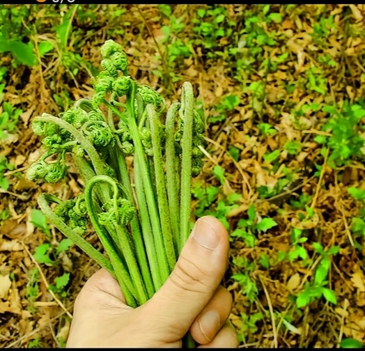 泸水市蕨菜