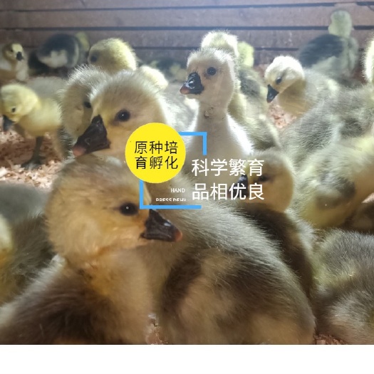 汕头狮头鹅活苗特大狮子鹅苗活体潮汕澄海原产地鹅苗公母可选包邮