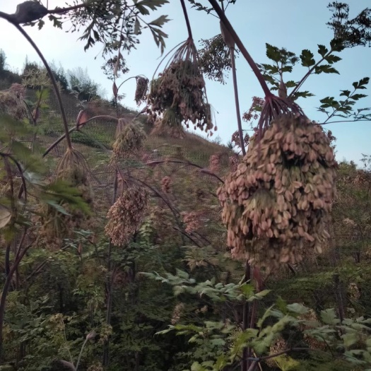维西县三年当归培育种子开始采挖了，需要的欢迎咨询